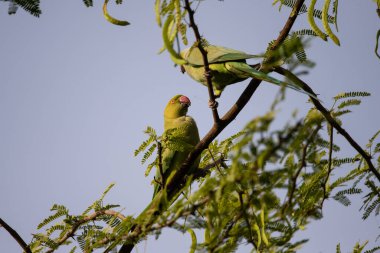 İki gül halkalı papağan sevişir ve bir ormanda dallanırken yemeğini paylaşır.