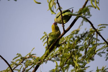 İki gül halkalı papağan sevişir ve bir ormanda dallanırken yemeğini paylaşır.