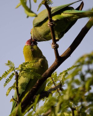 İki gül halkalı papağan sevişir ve bir ormanda dallanırken yemeğini paylaşır.