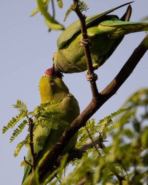 İki gül halkalı papağan sevişir ve bir ormanda dallanırken yemeğini paylaşır.
