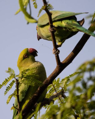 İki gül halkalı papağan sevişir ve bir ormanda dallanırken yemeğini paylaşır.