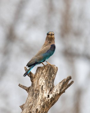 Işıl ışıl mavi ve mor kuşun vahşi yaşam fotoğrafı, Hint Roller. Fotoğraf mavi ve yeşil soyut arkaplana karşı.