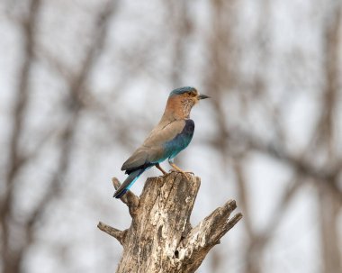 Işıl ışıl mavi ve mor kuşun vahşi yaşam fotoğrafı, Hint Roller. Fotoğraf mavi ve yeşil soyut arkaplana karşı.