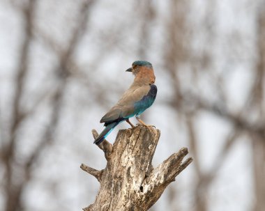 Işıl ışıl mavi ve mor kuşun vahşi yaşam fotoğrafı, Hint Roller. Fotoğraf mavi ve yeşil soyut arkaplana karşı.