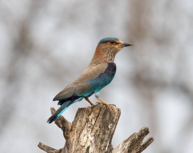 Işıl ışıl mavi ve mor kuşun vahşi yaşam fotoğrafı, Hint Roller. Fotoğraf mavi ve yeşil soyut arkaplana karşı.