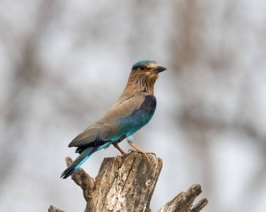 Işıl ışıl mavi ve mor kuşun vahşi yaşam fotoğrafı, Hint Roller. Fotoğraf mavi ve yeşil soyut arkaplana karşı.