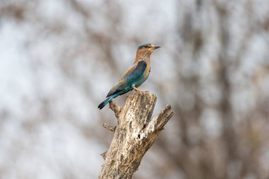 Işıl ışıl mavi ve mor kuşun vahşi yaşam fotoğrafı, Hint Roller. Fotoğraf mavi ve yeşil soyut arkaplana karşı.