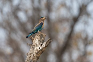 Işıl ışıl mavi ve mor kuşun vahşi yaşam fotoğrafı, Hint Roller. Fotoğraf mavi ve yeşil soyut arkaplana karşı.