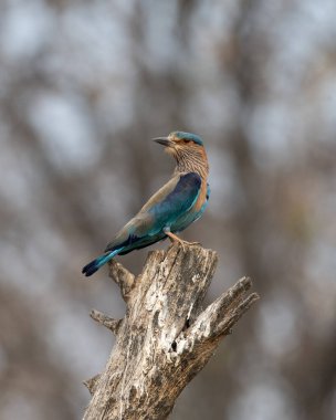 Işıl ışıl mavi ve mor kuşun vahşi yaşam fotoğrafı, Hint Roller. Fotoğraf mavi ve yeşil soyut arkaplana karşı.