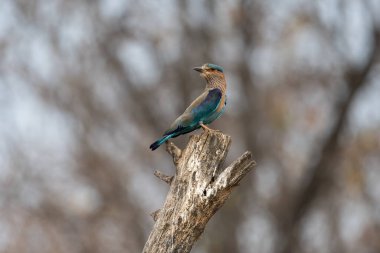 Işıl ışıl mavi ve mor kuşun vahşi yaşam fotoğrafı, Hint Roller. Fotoğraf mavi ve yeşil soyut arkaplana karşı.