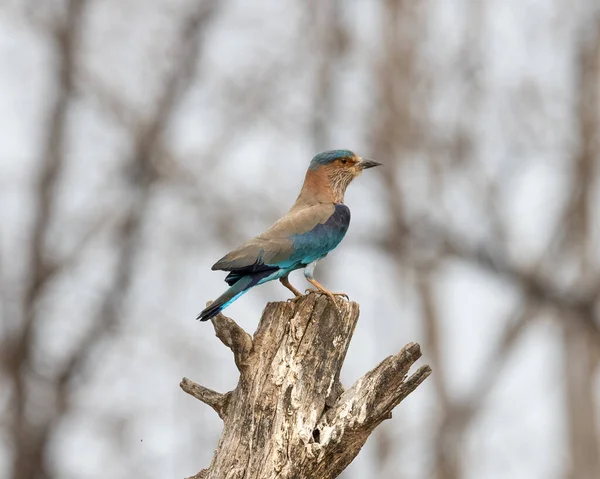 Foto Fauna Pájaro Azul Brillante Violeta Indian Roller Fotografía Sobre — Foto de Stock