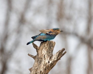 Işıl ışıl mavi ve mor kuşun vahşi yaşam fotoğrafı, Hint Roller. Fotoğraf mavi ve yeşil soyut arkaplana karşı.