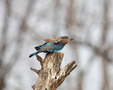 Işıl ışıl mavi ve mor kuşun vahşi yaşam fotoğrafı, Hint Roller. Fotoğraf mavi ve yeşil soyut arkaplana karşı.
