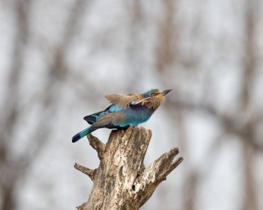 Işıl ışıl mavi ve mor kuşun vahşi yaşam fotoğrafı, Hint Roller. Fotoğraf mavi ve yeşil soyut arkaplana karşı.