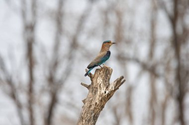 Işıl ışıl mavi ve mor kuşun vahşi yaşam fotoğrafı, Hint Roller. Fotoğraf mavi ve yeşil soyut arkaplana karşı.