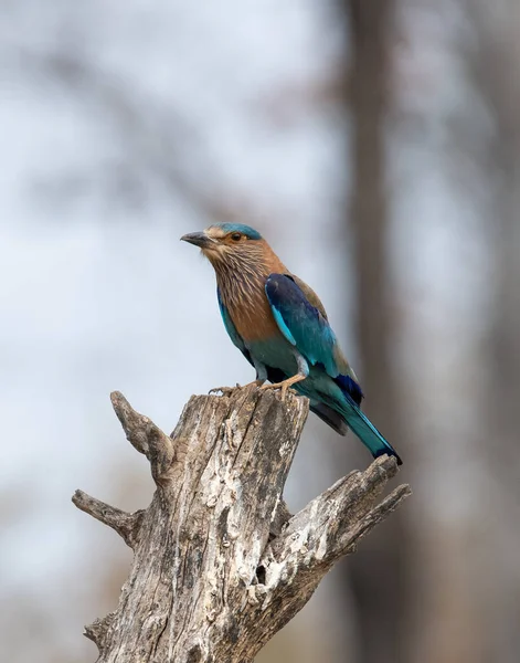 Foto Fauna Pájaro Azul Brillante Violeta Indian Roller Fotografía Sobre — Foto de Stock