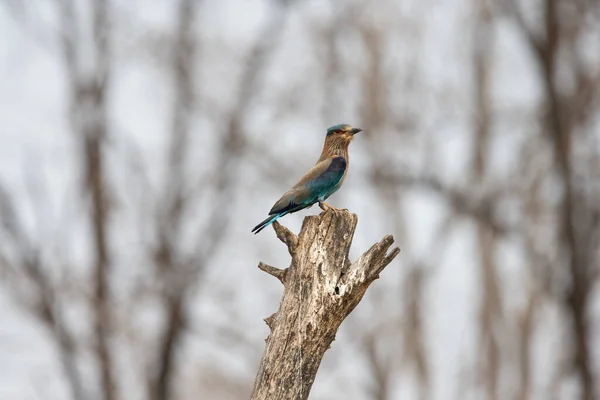 Wildlife Photo Sparkling Blue Violet Bird Indian Roller Photograph Blue — Stock Photo, Image
