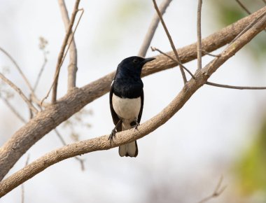 Asyalı Magpie-robin güzel siyah beyaz tüneyen kuş Asya ormanlarından, Madhya Pradesh, Hindistan