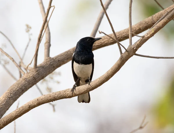 Oriental Magpie Robin Vacker Svart Och Vit Sittande Fågel Från — Stockfoto