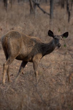 Sambar Geyiği kameraya bakıyor. Vahşi doğadaki bir geyiğin yüksek kaliteli detaylı fotoğrafı.