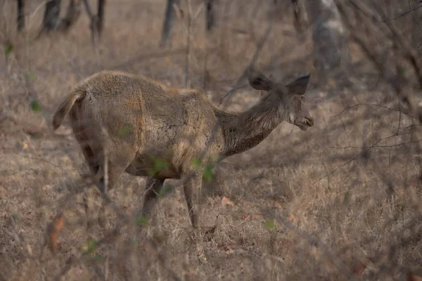 Sambar Deer Patrzący Kamerę Wysokiej Jakości Szczegółowe Zdjęcie Jelenia Pustyni — Zdjęcie stockowe