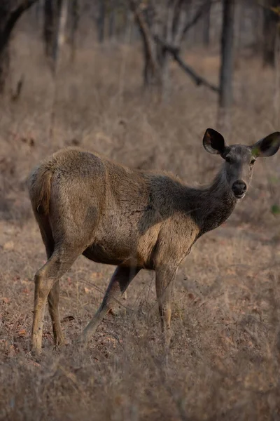 Sambar Deer Looking Camera High Quality Detailed Photograph Deer Wilderness — Stock Photo, Image