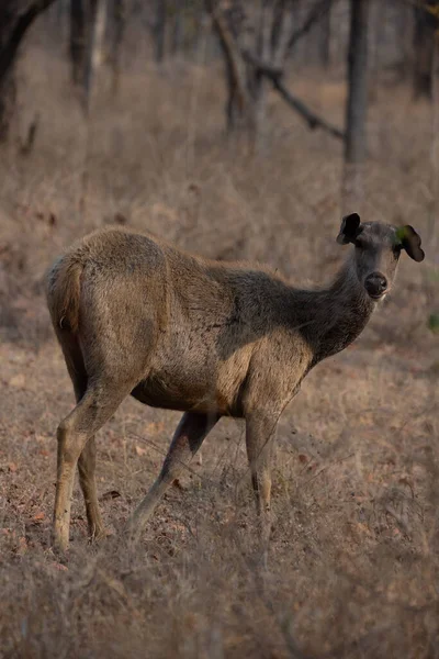 Sambar Deer Looking Camera High Quality Detailed Photograph Deer Wilderness — Stock Photo, Image