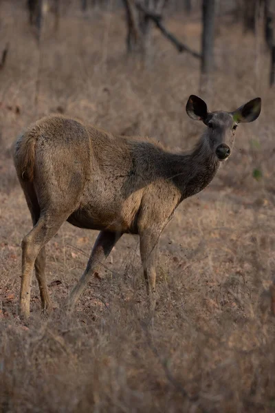 Sambar Deer Looking Camera High Quality Detailed Photograph Deer Wilderness — Stock Photo, Image