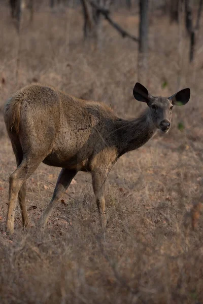 Sambar Deer Looking Camera High Quality Detailed Photograph Deer Wilderness — Stock Photo, Image