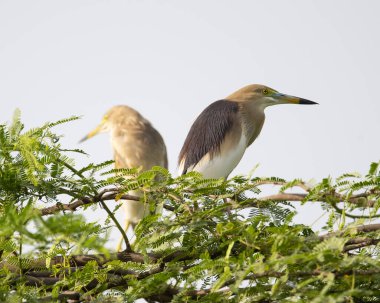 Hint Gölet Balıkçıl, doğal ortamında güzel bir kuş.