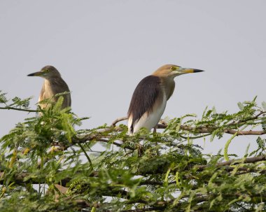 Hint Gölet Balıkçıl, doğal ortamında güzel bir kuş.