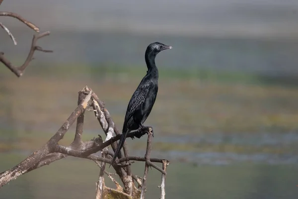 Little Cormorant Sitting Log Wetland — стоковое фото
