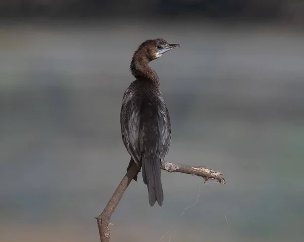 Little Cormorant Sitting Log Wetland — Stockfoto