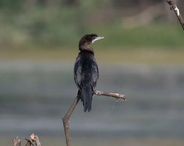 Little Cormorant Sitting Log Wetland — стокове фото