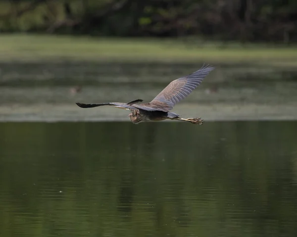 Purple Heron Flying Wetland North India — Fotografia de Stock