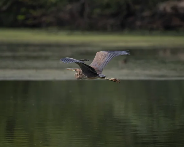 紫色苍鹭在印度北部的湿地上飞翔 — 图库照片