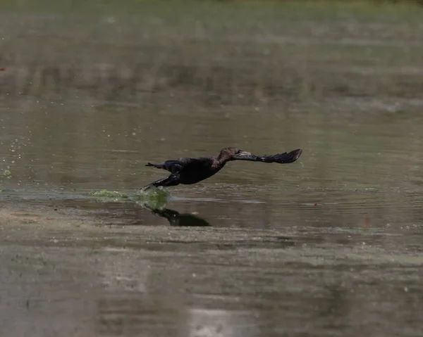 Little Cormorant Setting Take Flight Water — Photo