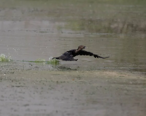 Little Cormorant Setting Take Flight Water — Foto de Stock