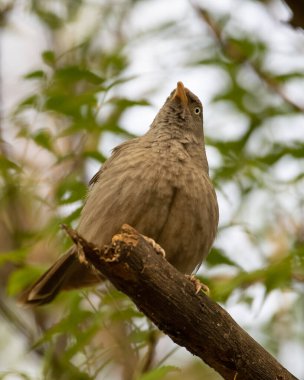 Sultanpur Kuş Sığınağı 'ndaki bir ağacın dalında oturan Orman Babbler, Haryana, Hindistan