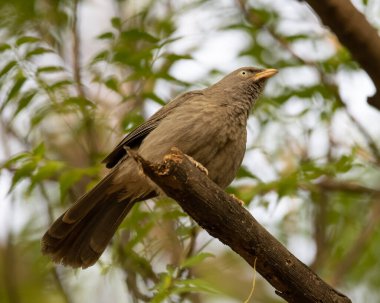 Sultanpur Kuş Sığınağı 'ndaki bir ağacın dalında oturan Orman Babbler, Haryana, Hindistan