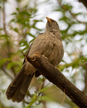 Sultanpur Kuş Sığınağı 'ndaki bir ağacın dalında oturan Orman Babbler, Haryana, Hindistan