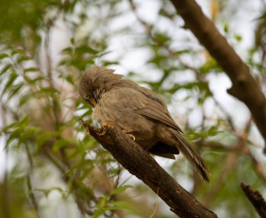 Sultanpur Kuş Sığınağı 'ndaki bir ağacın dalında oturan Orman Babbler, Haryana, Hindistan