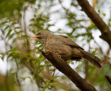Sultanpur Kuş Sığınağı 'ndaki bir ağacın dalında oturan Orman Babbler, Haryana, Hindistan