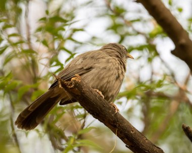 Sultanpur Kuş Sığınağı 'ndaki bir ağacın dalında oturan Orman Babbler, Haryana, Hindistan
