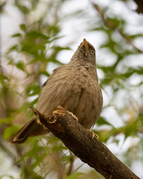 Sultanpur Kuş Sığınağı 'ndaki bir ağacın dalında oturan Orman Babbler, Haryana, Hindistan