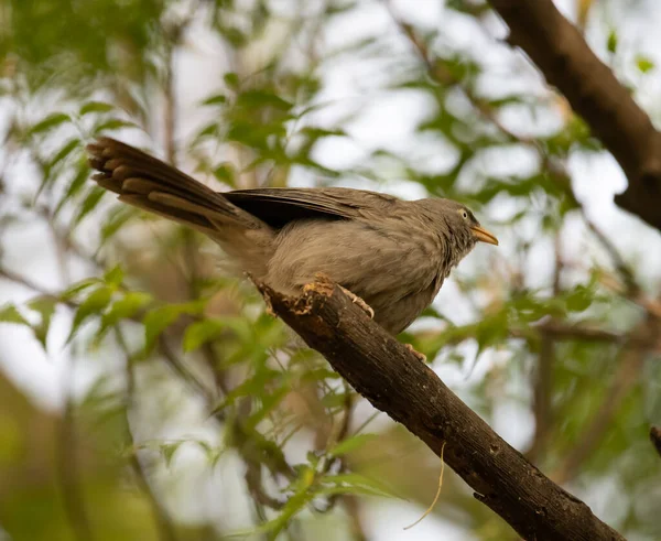 Sultanpur Kuş Sığınağı 'ndaki bir ağacın dalında oturan Orman Babbler, Haryana, Hindistan