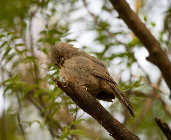Sultanpur Kuş Sığınağı 'ndaki bir ağacın dalında oturan Orman Babbler, Haryana, Hindistan