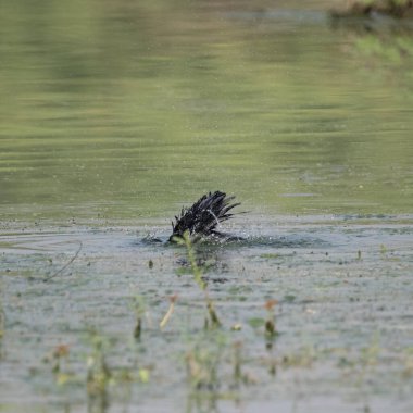 Sultanpur Kuş Sığınağı, Haryana, Hindistan 'da uçuştan önce suya dalan küçük bir karabatak.
