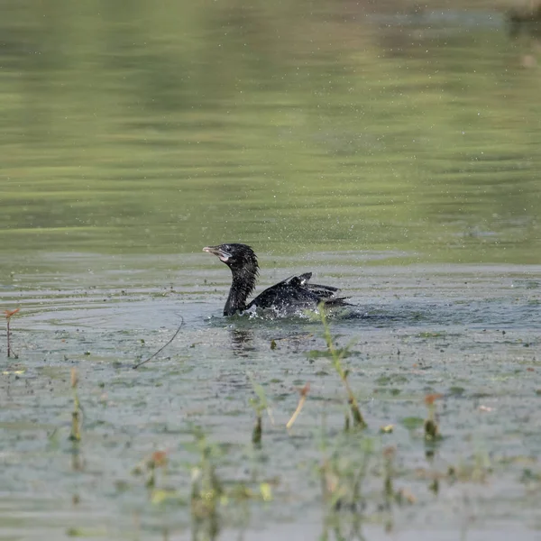 Little Cormorant Having Dip Water Flight Sultanpur Bird Sanctuary Haryana — Foto de Stock