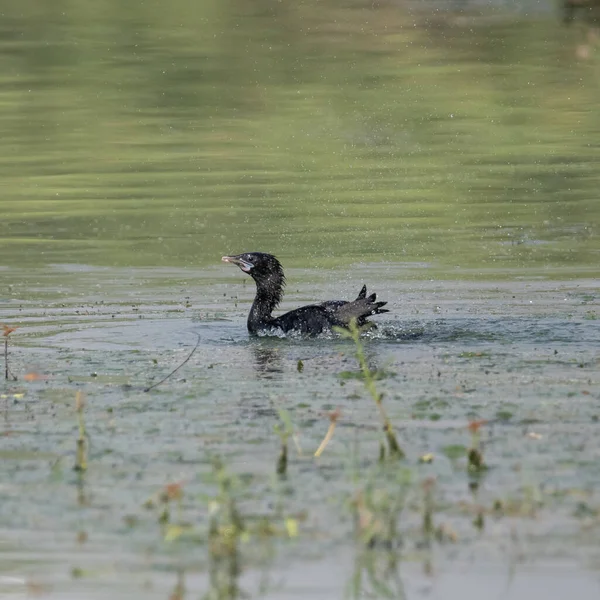 Little Cormorant Having Dip Water Flight Sultanpur Bird Sanctuary Haryana — Foto de Stock